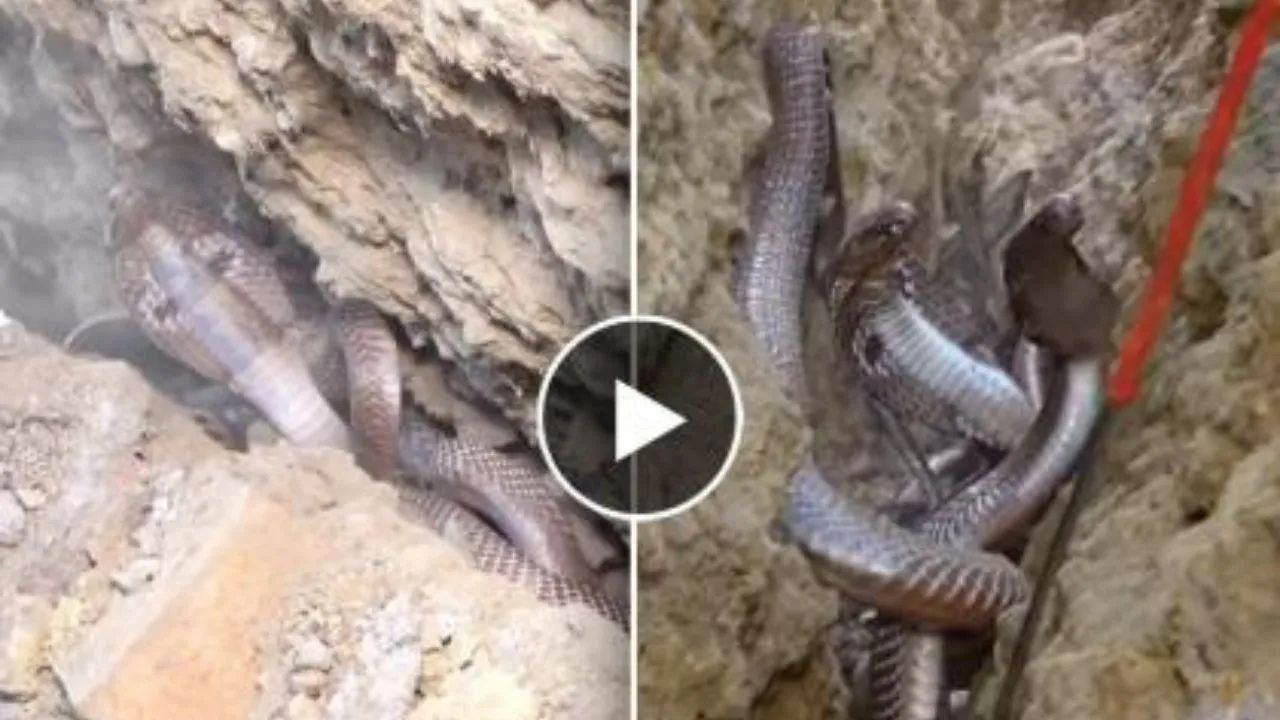 Cobra Snake Viral Video